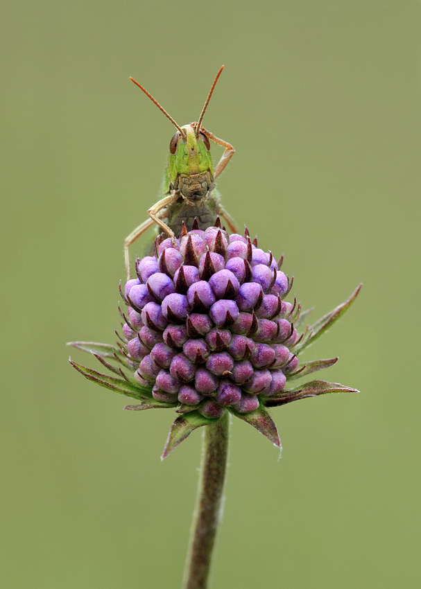 Lesser Marsh Grasshopper